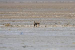 Mating pair of Bengal fox also known as the Indian fox in Greater Rann of Kutch photo