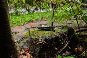 un foto después algunos ediciones un negro juguete coche en un cubierto de musgo Roca. un concepto de Vamos a naturaleza con clásico coche.