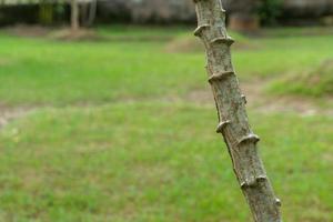 Cassava tree. Close up of growing cassava stem in the garden. photo