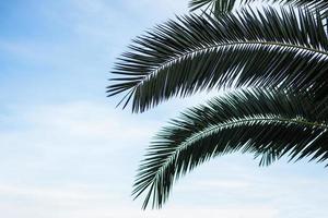 Palm tree branches with a blue sky in the background photo