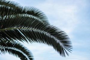 Palm tree branches with a blue sky in the background photo