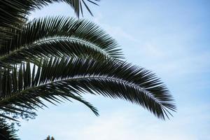 Palm tree branches with a blue sky in the background photo