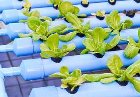 Hydroponics vegetable growing in the nursery photo