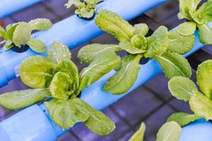 Hydroponics vegetable growing in the nursery photo