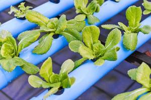 Hydroponics vegetable growing in the nursery photo