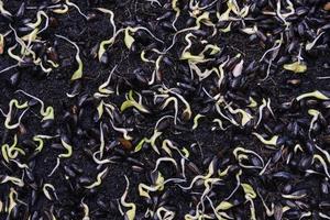 Sunflower young plant in the soil. photo