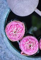 Beautiful lotus floating in a jar with water dipper photo