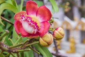 bala de cañón árbol flores foto