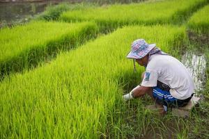 Harvesting the young rice photo