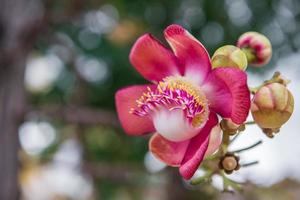 Cannonball tree flowers photo