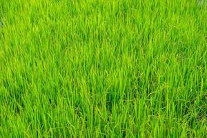 Paddy field and young rice tree photo
