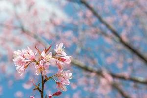 Pink sakura at Thailand photo