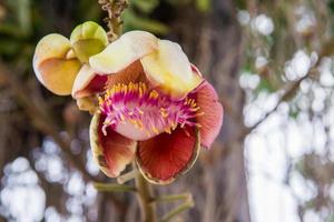 Cannonball tree flowers photo