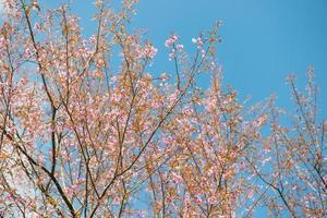 Pink sakura at Thailand photo