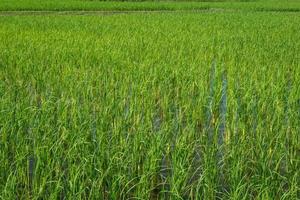 Paddy field and young rice tree photo