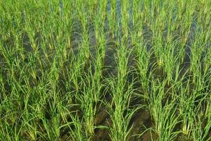 Paddy field and young rice tree photo