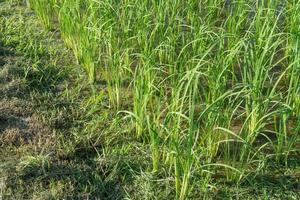 Paddy field and young rice tree photo