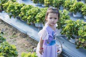 niño recogiendo fresas. los niños recogen fruta fresca en una granja de fresas orgánica. niños jardinería y cosecha. niño niño comiendo bayas maduras y saludables. Diversión de verano familiar al aire libre en el país. foto