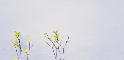 Branch of Mok tree with green leaves isolated on gray wall background with copy space. Beauty of Nature  and plant concept. Scientific Name of Flower is Wrightia religiosa. photo