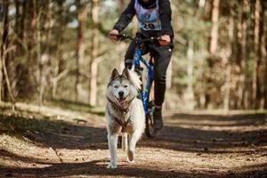 Ejecutando perros de trineo husky siberiano en el arnés tirando de la bicicleta en el bosque de otoño en tierra seca bikejoring foto