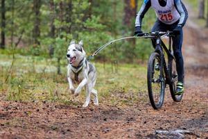 carrera de mushing de perros bikejoring foto