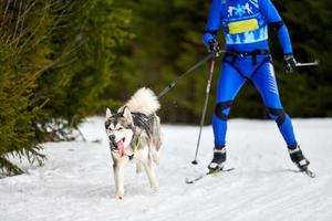 Skijoring dog sport racing photo