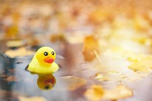 Autumn duck toy in puddle with leaves photo