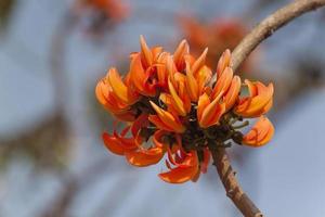 Polaco flor en lleno floración foto