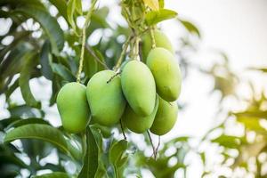 mango creciente en árbol. foto