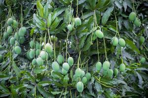 Mango growing on tree. photo