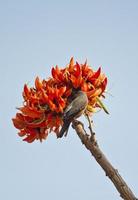 Polash flower in full bloom photo