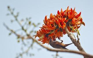 Polash flower in full bloom photo