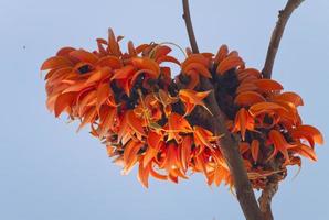 Polash flower in full bloom photo