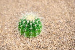 Collection of various cactus and succulent plants indoor house garden photo