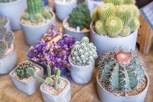 colección de varios cactus y suculento plantas foto