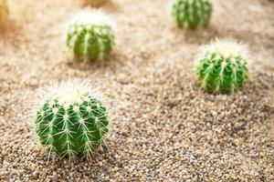 colección de varios cactus y suculento plantas interior casa jardín foto