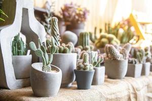 colección de varios cactus y suculento plantas foto