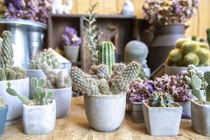 colección de varios cactus y suculento plantas foto