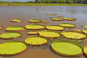 Giant Lily Pads on a Wetland Pond photo