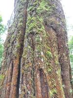 tronco de árbol cubierto de musgo foto