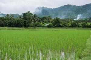 Paddy field and young rice tree photo