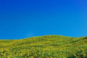 Mexican sunflower in Thailand photo