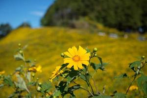 Mexican sunflower in Thailand photo