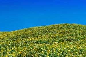 Mexican sunflower in Thailand photo