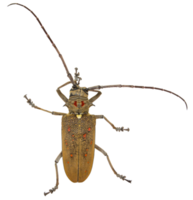 tisserand scarabée insecte png