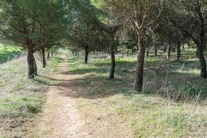 path in the forest between a corridor of green trees photo