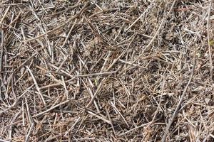 soil texture with dry branches and leaves in the field photo