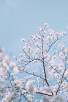 japonés sakura Cereza flores en contra azul cielo foto