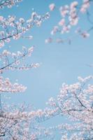 Japanese sakura cherry blossoms against blue sky photo