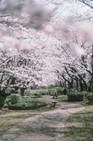 Japanese sakura cherry blossoms in park photo